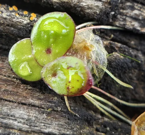Grande lentille d'eau (Spirodela polyrhiza)