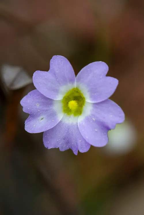 Grassette à fleurs de primevère (Pinguicula primuliflora)