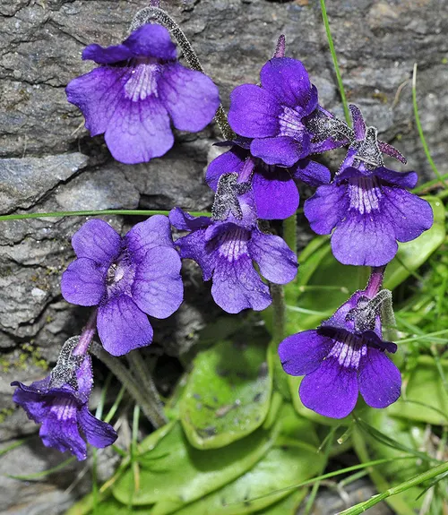 Grassette commune (Pinguicula grandiflora)
