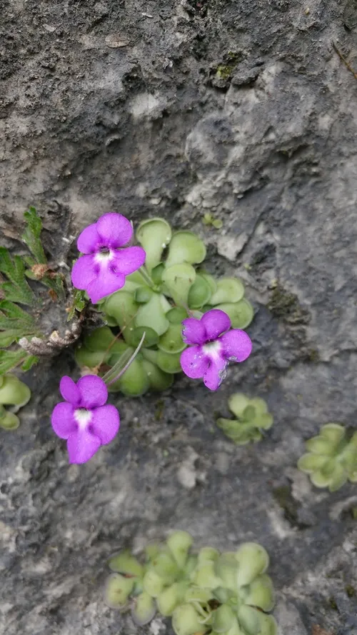 Grassette cyclosecta (Pinguicula cyclosecta)