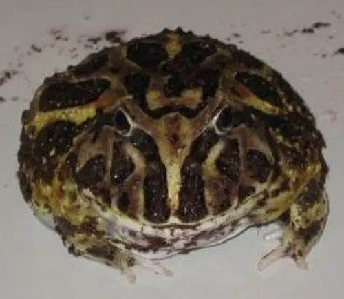 Grenouille Pacman de Cranwell (Ceratophrys cranwelli)