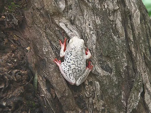 Grenouille roseau africaine (grenouille roseau peinte) (Hyperolius viridiflavus)