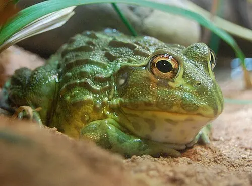 Grenouille taureau africaine (Pyxicephalus adspersus Tschudi, 1838)