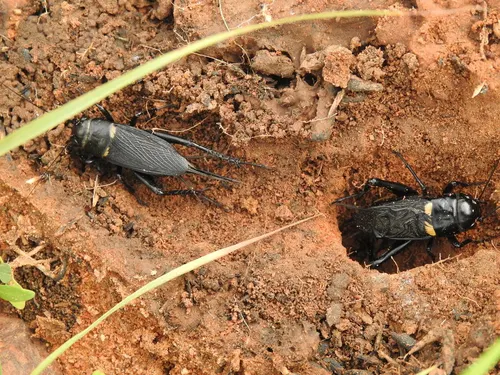 Grillon bimaculé (Gryllus bimaculatus)