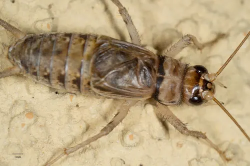 Grillon des steppes (grillon rayé) (Gryllodes sigillatus)