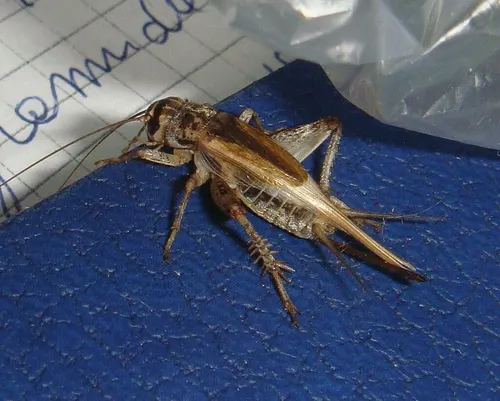 Grillon domestique (Acheta domesticus)