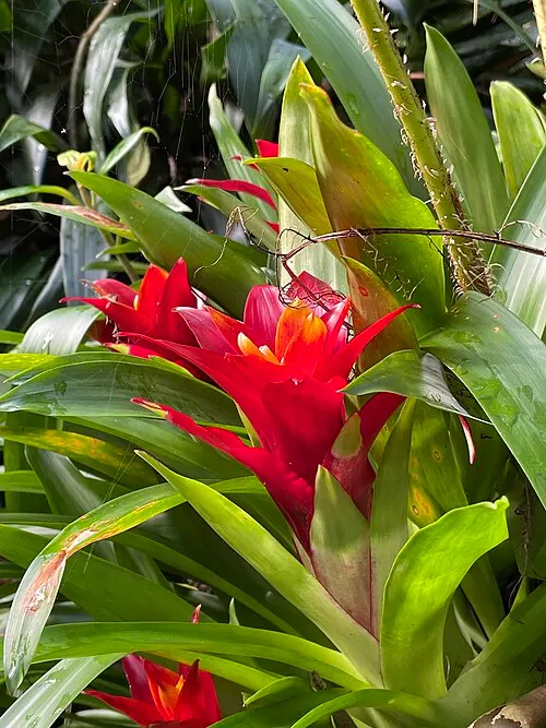 Broméliacée Guzmania (Étoile écarlate) (Guzmania lingulata)