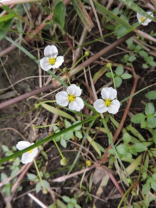 Gazon nain (Helanthium tenellum)