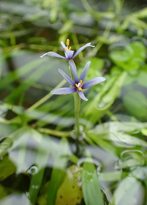 Étoile d'eau (Heteranthera zosterifolia)