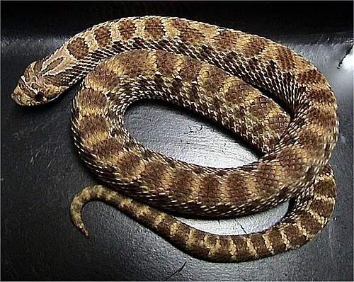 Couleuvre à groin (serpent à groin, serpent à nez de cochon) (Heterodon nasicus)