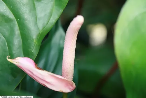 Homalomena rubescens (Homalomena rubescens)