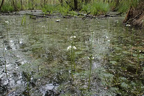 Violette d'eau (Hottonia palustris)