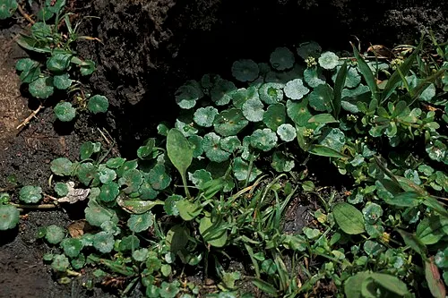Hydrocotyle verticillée (Hydrocotyle verticillata Thunb.)