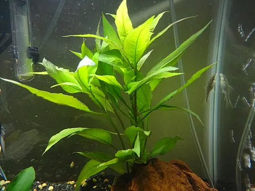 Hygrophile géante (Hygrophila corymbosa)