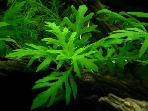 Wistéria aquatique (Hygrophila difformis)