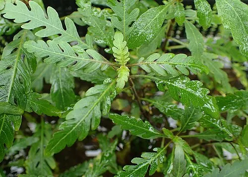 Hygrophile à feuilles pennées (Hygrophila pinnatifida)