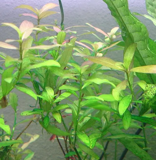 Hygrophile à nombreuses graines (hygrophile indienne) (Hygrophila polysperma)