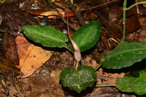 Lagenandra de Meebold (Lagenandra meeboldii)