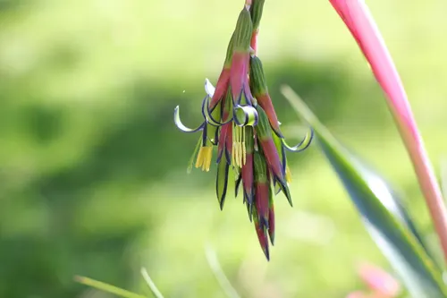 Larmes de la reine (Billbergia nutans)