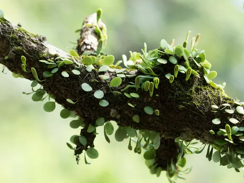 Lemmaphyllum à petites feuilles (Lemmaphyllum microphyllum)