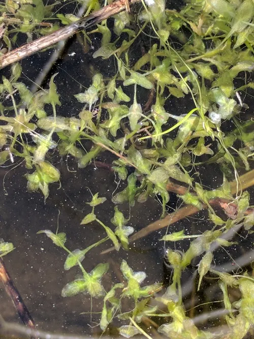 Lentille d'eau à trois lobes (Lemna trisulca)
