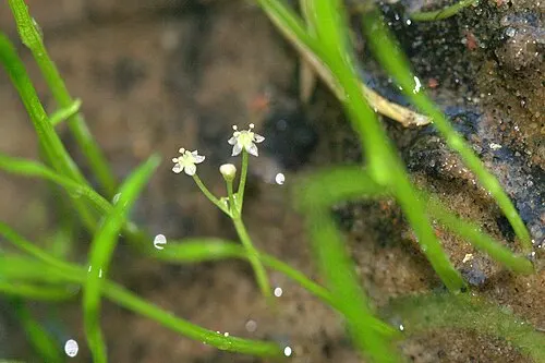Micro-épée du Brésil (Lilaeopsis brasiliensis)