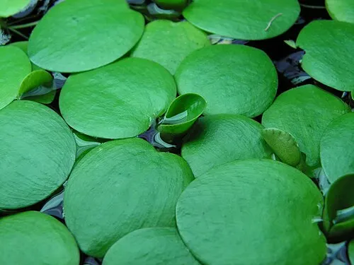 Grenouillette d'Amazonie (Amazon Frogbit) (Limnobium laevigatum)
