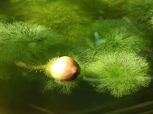 Grande Ambulia (Limnophila aquatica)