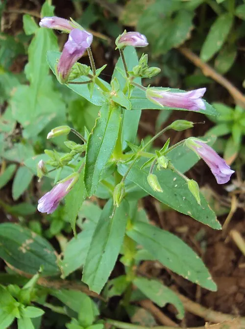 Ambulie aromatique (Limnophila aromatica (Lam.) Merr.)