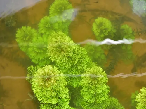 Limnophila heterophylla (Limnophila heterophylla)