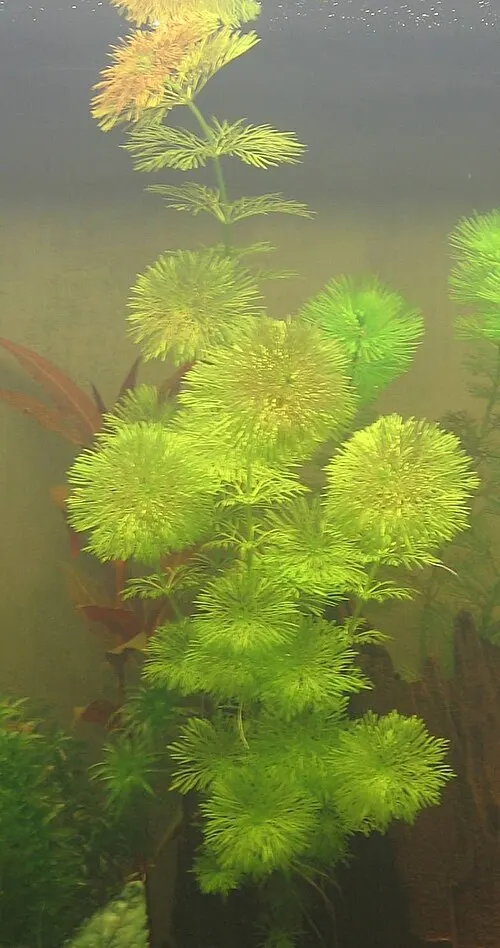 Ambulie sessile (Limnophila sessiliflora) (Limnophila sessiliflora)