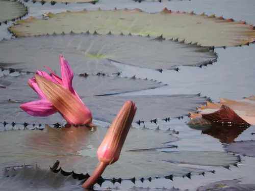 Lotus tigre rouge (Nymphaea rubra)