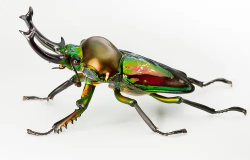 Lucane arc-en-ciel (Phalacrognathus muelleri)