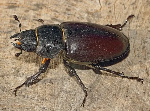 Lucane cerf-volant (Lucanus cervus)