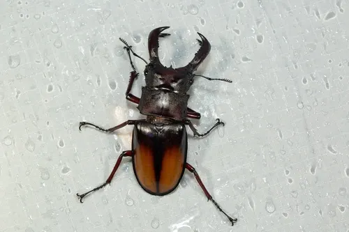 Lucane de Parry (Hexarthrius parryi)