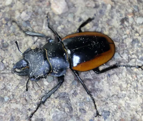 Lucane doré / cerf-volant cuvera (Odontolabis cuvera)