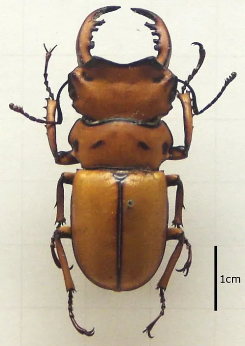 Lucane du Cameroun / Homoderus de Melly (Homoderus mellyi)