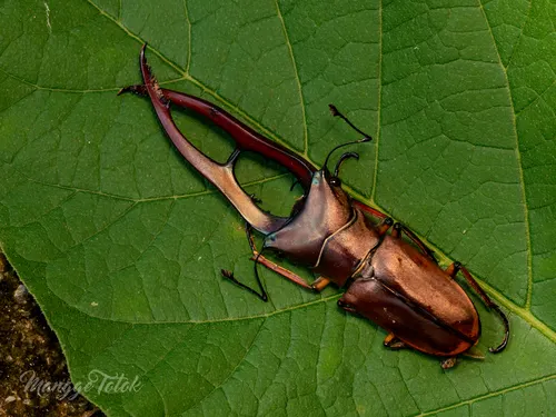 Lucane métallique (Cyclommatus metallifer)
