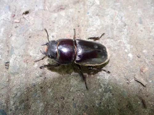 Lucane Titan (Dorcus titanus)