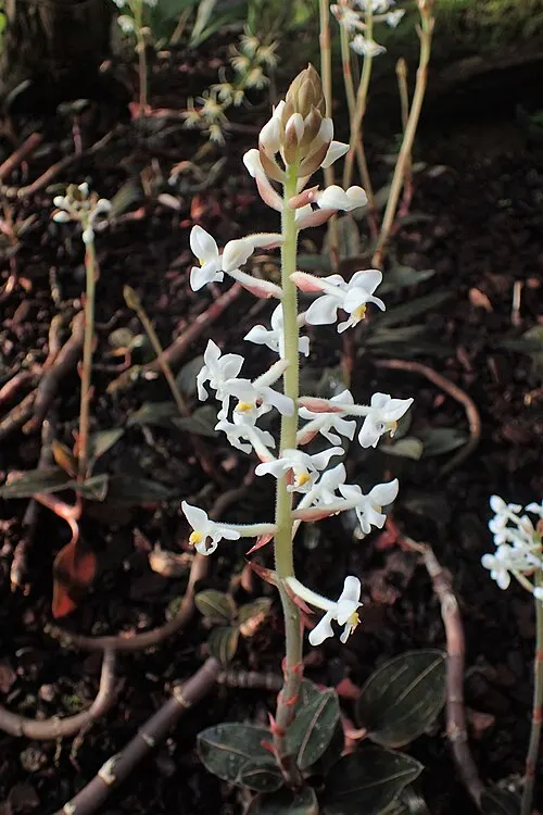 Orchidée bijou (Ludisia discolor)