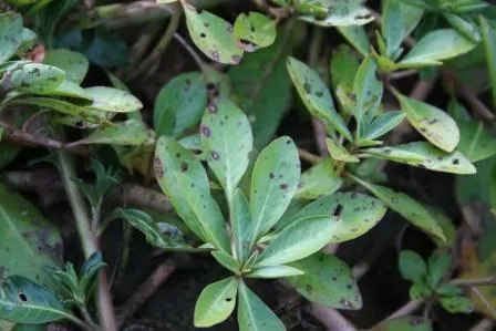 Ludwigia du Sénégal (Ludwigia 'Guinea') (Ludwigia senegalensis)
