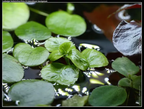 Ludwigia flottante (Ludwigia helminthorrhiza)