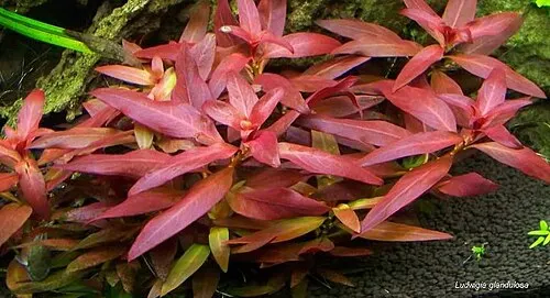 Ludwigie glanduleuse (Ludwigia glandulosa)