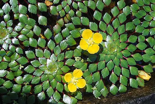 Ludwigia mosaïque (Ludwigia sedioides)