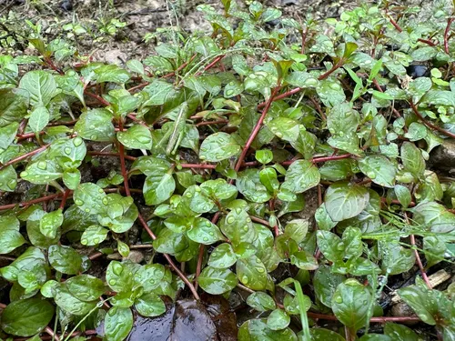 Ludwigia ovale (Ludwigia ovalis)