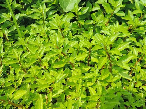 Ludwigie des marais (Ludwigia palustris)