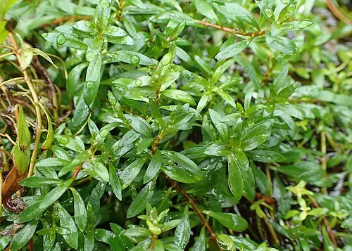 Ludwigie à courtes tiges (Ludwigia brevipes)