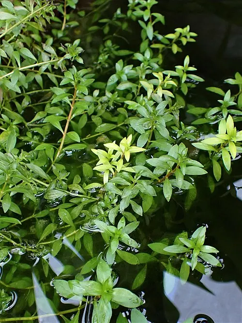 Ludwigie arquée (Ludwigia arcuata)