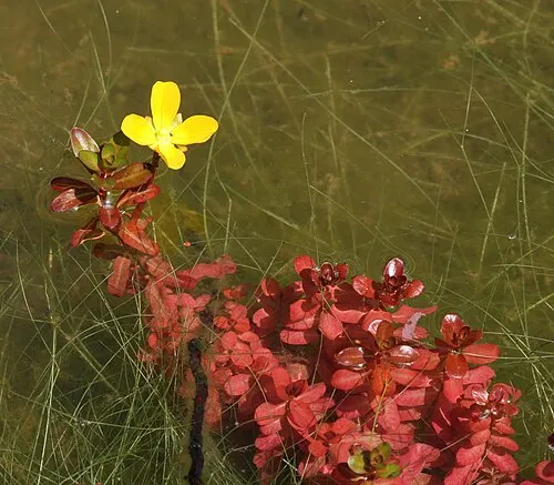 Ludwigie inclinée (Ludwigia inclinata)