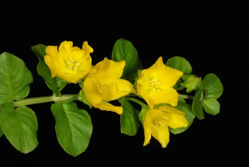 Lysimaque nummulaire (Lysimachia nummularia)